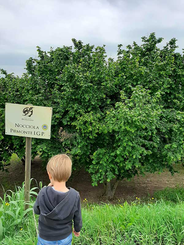 bambino in campo nocciole piemontesi