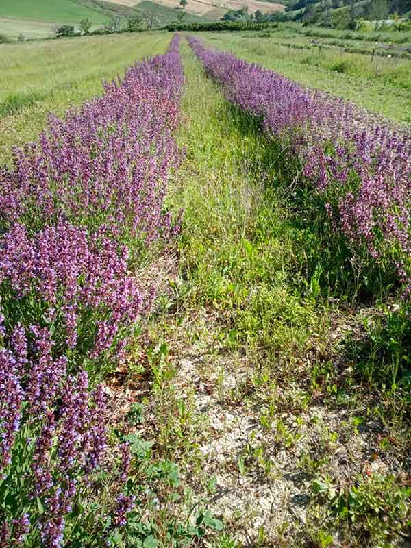 filari di lavanda