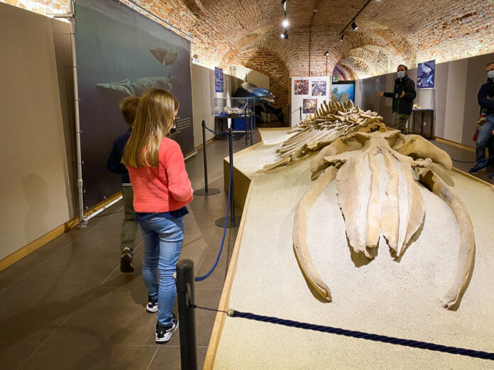 sala del museo con fossile di balena preistorica