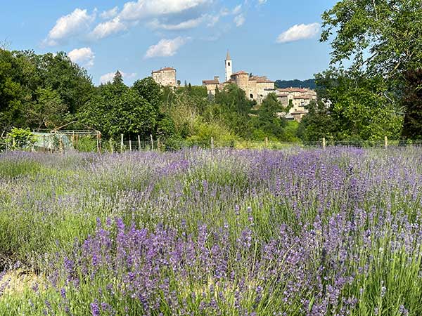 Campi lavanda