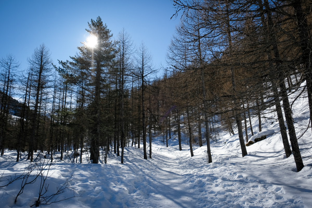 percorso pedonale nel bosco a Pragelato
