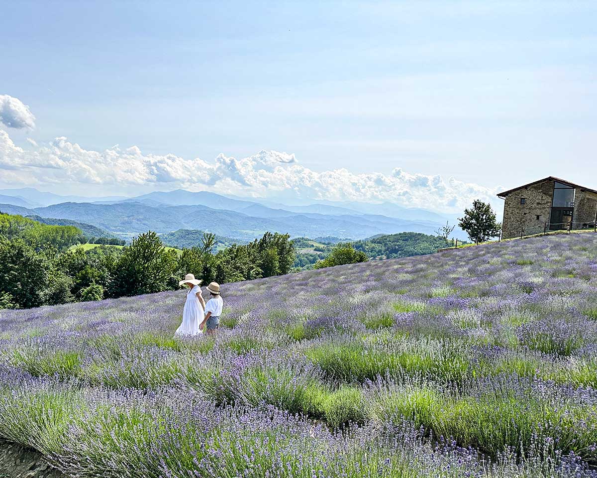 Lavanda Sale San Giovanni 