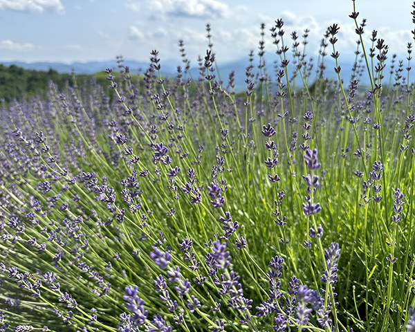 lavanda